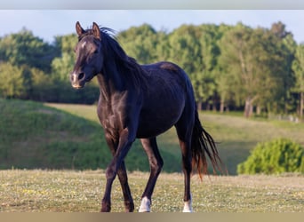 Vollblutaraber, Stute, 3 Jahre, 155 cm, Rappe
