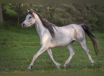 Vollblutaraber, Stute, 3 Jahre, 155 cm, Rappe