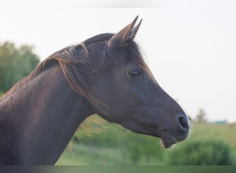 Vollblutaraber, Stute, 3 Jahre, 155 cm, Rappe