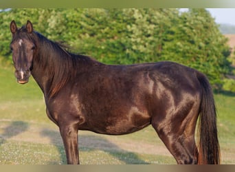 Vollblutaraber, Stute, 3 Jahre, 155 cm, Rappe