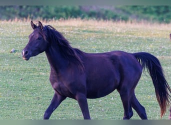 Vollblutaraber, Stute, 3 Jahre, 155 cm, Rappe