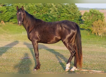 Vollblutaraber, Stute, 3 Jahre, 155 cm, Rappe