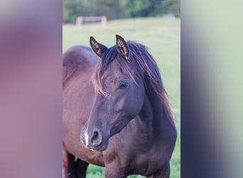 Vollblutaraber, Stute, 3 Jahre, 155 cm, Rappe