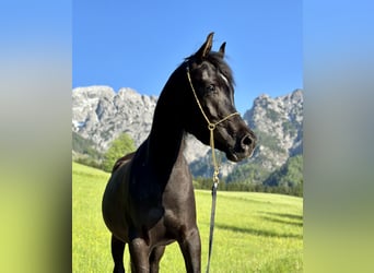 Vollblutaraber, Stute, 3 Jahre, 155 cm, Rappe
