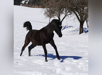 Vollblutaraber, Stute, 3 Jahre, 155 cm, Rappe
