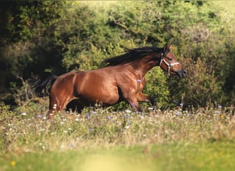 Vollblutaraber, Stute, 3 Jahre, 155 cm, Rotbrauner