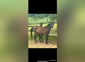 Vollblutaraber, Stute, 3 Jahre, 155 cm, Rotbrauner