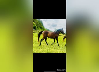 Vollblutaraber, Stute, 3 Jahre, 155 cm, Rotbrauner