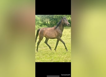Vollblutaraber, Stute, 3 Jahre, 155 cm, Rotbrauner