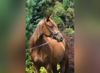 Vollblutaraber, Stute, 3 Jahre, 156 cm, Dunkelfuchs