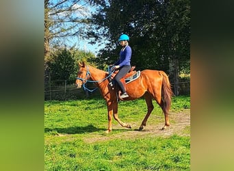 Vollblutaraber Mix, Stute, 3 Jahre, 156 cm, Fuchs