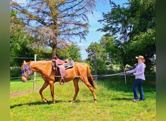 Vollblutaraber Mix, Stute, 3 Jahre, 156 cm, Fuchs