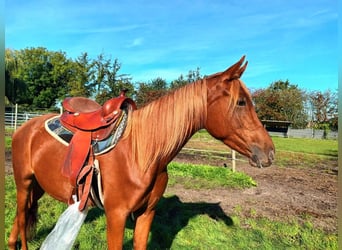 Vollblutaraber Mix, Stute, 3 Jahre, 156 cm, Fuchs
