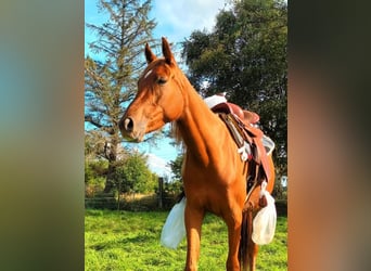 Vollblutaraber Mix, Stute, 3 Jahre, 156 cm, Fuchs