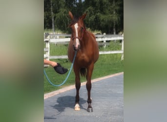 Vollblutaraber, Stute, 3 Jahre, 157 cm, Brauner