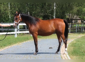 Vollblutaraber, Stute, 3 Jahre, 157 cm, Brauner