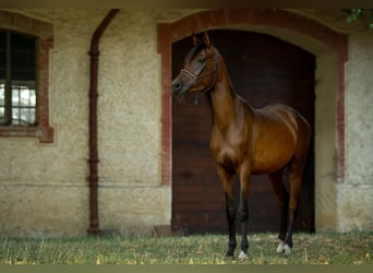 Vollblutaraber, Stute, 3 Jahre, 158 cm, Brauner