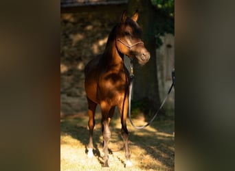 Vollblutaraber, Stute, 3 Jahre, 158 cm, Brauner
