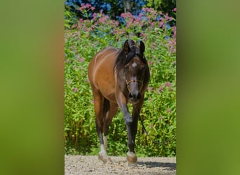 Vollblutaraber, Stute, 3 Jahre, Brauner