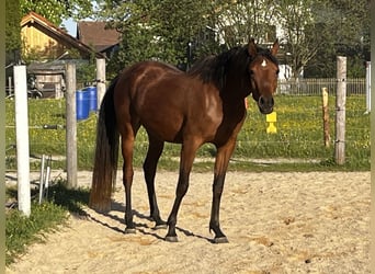 Vollblutaraber, Stute, 3 Jahre, Brauner