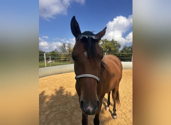 Vollblutaraber, Stute, 3 Jahre, Brauner