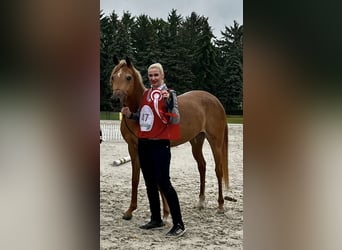 Vollblutaraber, Stute, 3 Jahre, Dunkelfuchs
