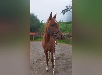 Vollblutaraber, Stute, 3 Jahre, Fuchs