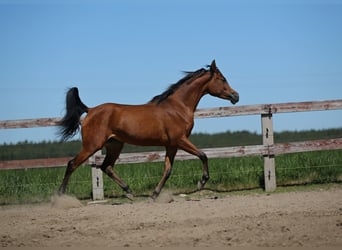 Vollblutaraber, Stute, 3 Jahre, Rotbrauner