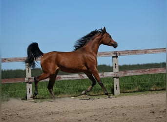 Vollblutaraber, Stute, 3 Jahre, Rotbrauner