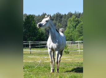 Vollblutaraber, Stute, 3 Jahre, Schimmel