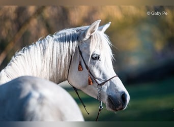 Vollblutaraber, Stute, 4 Jahre, 146 cm, Schimmel