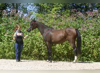 Vollblutaraber, Stute, 4 Jahre, 150 cm, Brauner