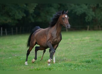 Vollblutaraber, Stute, 4 Jahre, 150 cm, Dunkelbrauner