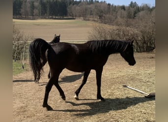 Vollblutaraber, Stute, 4 Jahre, 150 cm, Rappe