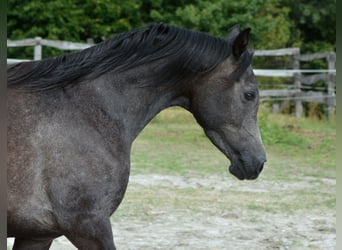 Vollblutaraber, Stute, 4 Jahre, 150 cm, Schimmel