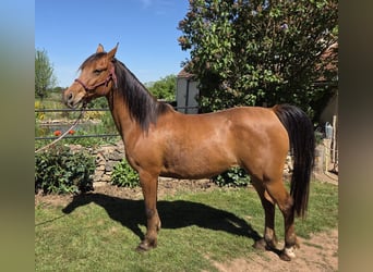 Vollblutaraber, Stute, 4 Jahre, 152 cm, Brauner