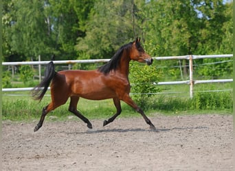 Vollblutaraber, Stute, 4 Jahre, 152 cm, Brauner