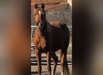Vollblutaraber, Stute, 4 Jahre, 152 cm, Fuchs