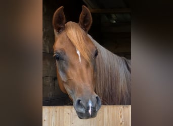 Vollblutaraber, Stute, 4 Jahre, 152 cm, Fuchs