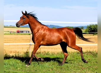 Vollblutaraber, Stute, 4 Jahre, 153 cm, Brauner