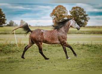 Vollblutaraber, Stute, 4 Jahre, 153 cm, Schimmel