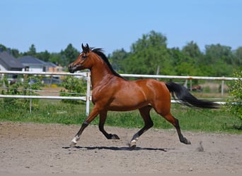 Vollblutaraber, Stute, 4 Jahre, 155 cm, Brauner