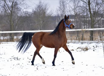 Vollblutaraber, Stute, 4 Jahre, 155 cm, Brauner