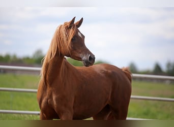 Vollblutaraber, Stute, 4 Jahre, 155 cm, Fuchs