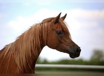 Vollblutaraber, Stute, 4 Jahre, 155 cm, Fuchs