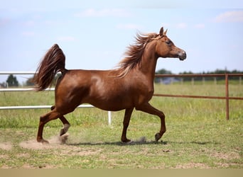 Vollblutaraber, Stute, 4 Jahre, 155 cm, Fuchs