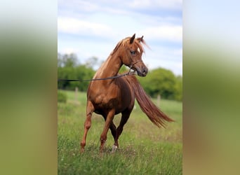 Vollblutaraber, Stute, 4 Jahre, 155 cm, Fuchs