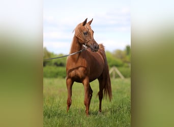 Vollblutaraber, Stute, 4 Jahre, 155 cm, Fuchs