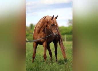 Vollblutaraber, Stute, 4 Jahre, 155 cm, Fuchs
