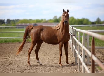 Vollblutaraber, Stute, 4 Jahre, 155 cm, Fuchs